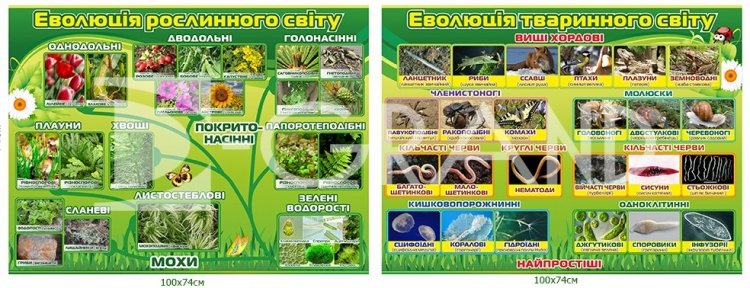 Комплект стендів  «Еволюції рослинного та тваринного світів»